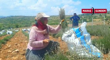 DOKTOR TAVSİYESİ ÜZERİNE LAVANTA EKİMİNE BAŞLADI Bakım