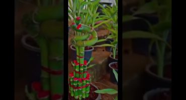 bamboo plant#lucky plant bamboo#beautiful plant#shortsvideo #trending #subscribe Bakım