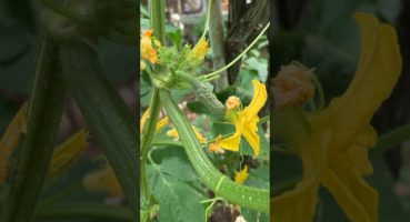 Hıyarda ideal budama nasıl yapılır; cucumber ideal pruning