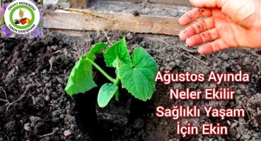 Ağustos Ayı Bitmeden Bu Bitkileri Acilen Ekin Minnettar Kalacaksın🥒Kışa Kadar Üretim Yapmak Çok Koly Bakım