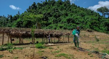 Use palm leaves to roof the chicken coop, and take care of the plants Bakım