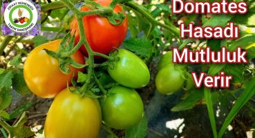 Domates Hasadı Bizi Mutlu Etti🍅Domates Nasıl Hasat Edilir🍅Sağlıklı Yaşam İçin Kendin Üretim Yap Bakım