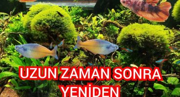 AKVARYUM ODASINDA SON DURUM – NELER OLDU NELER Bakım