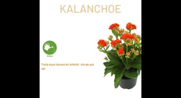 KALANCHOE BAKIMI #bitkibakımı Bakım