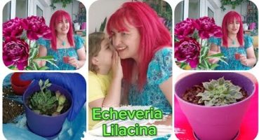 Echeveria lilacina Hiç duydunuzmu? Echeveria Lilacina Sukulent Bakımı saksı değişimi nasıl yapılır🌺 Bakım