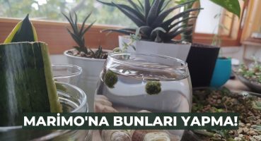 Marimo Bakımında Yapılan Yanlışlar // #marimomossball Bakım