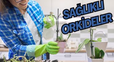 Orkideleriniz Çiçek Açsın! Orkide Bakımı Nasıl Yapılır? Bakım