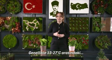 KALANŞO BİTKİ BAKIMI Bakım