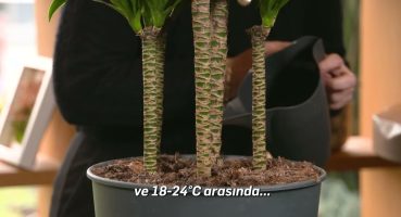 DRACAENA COMPACTA BİTKİ BAKIMI Bakım