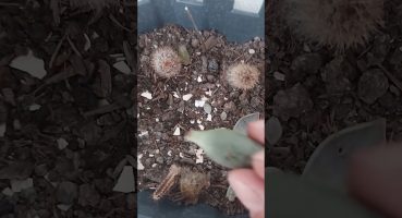 Adromischus cooperi♡ #garden #cactus #gardening #cat #bitkibakımı Bakım