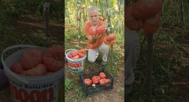 🍅🍅🍅 Emeğin karşılığı böyle olur. #tomato#furits#friut#nature#natural#animals#vegetables#agriculture Bakım