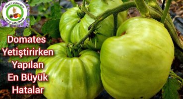 Domates Yetiştirirken Yapılan En Büyük Hatalar🍅Domateslerin Ölmesini İstemeyen Mutlaka İzlesin Bakım