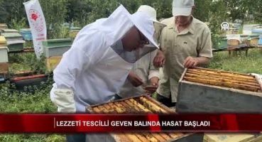 Lezzeti tescilli Geven balında hasat başladı Bakım