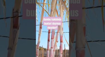 #bitkibakımı #çiçekbakimi #bambu #bitkiler #bitki Bakım