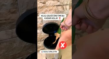 Kılıç Çiçeğini Üretmek Bu Kadar Kolay #sanseveria #kılıççiçeği #vlog #uretim #fypyutub Bakım