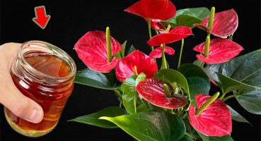 Pour 1 Cup On The Root Of A Weak Anthurium Plant And It Immediately Blooms Miraculously! Bakım