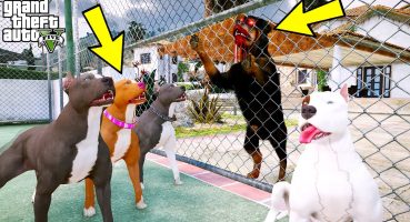 KATİL ROTTWEILER CELLAT EVİMİZİ BASIYOR! – GTA 5 PİTBULL’UN HAYATI