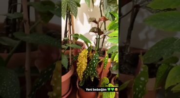 #bitkibakımı #houseplants #plant #indoorplants Bakım