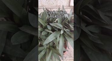 Konuşan çiçekler 💚 Bakım