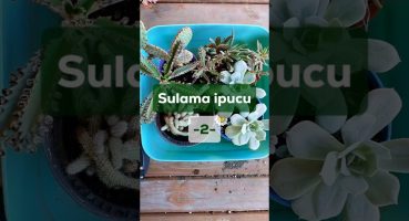 Sulama İpucu – 2 – #sulama #bitki #sukulent #ipucu #kaktüs #kaktus Bakım